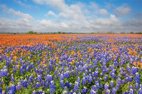 Lbj wildflower - Eventbrite - KUT News presents KUT Considers: Climate Change and You - Tuesday, November 14, 2023 at Lady Bird Johnson Wildflower Center, Austin, TX. Find event and ticket information.